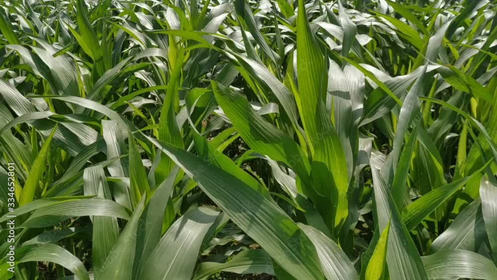 Close up on a corn plant leaf that flutters in the wind. Green natural beautiful. Close up on a corn plant leaf that flutters in the wind. Green natural beautiful.