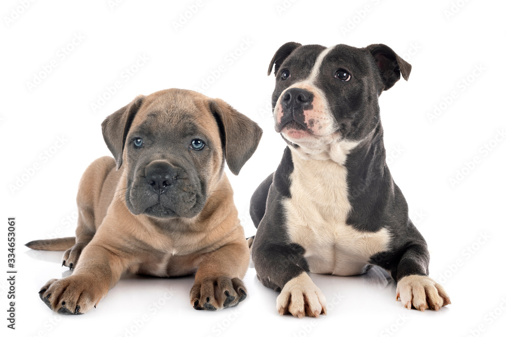 puppy cane corso and staffie