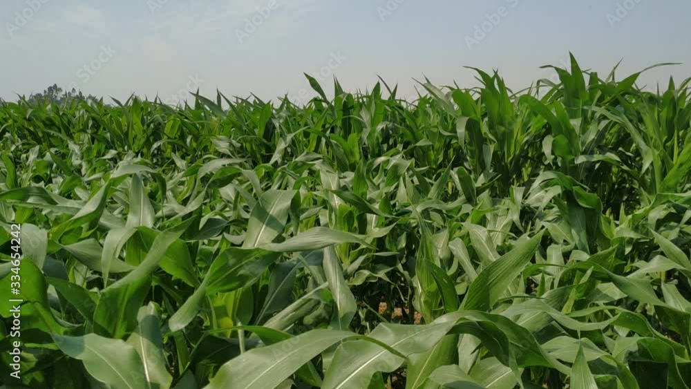 Green corn fields with the wind blowing in the farm garden. blue sky during the day. Nepal maize green leaf