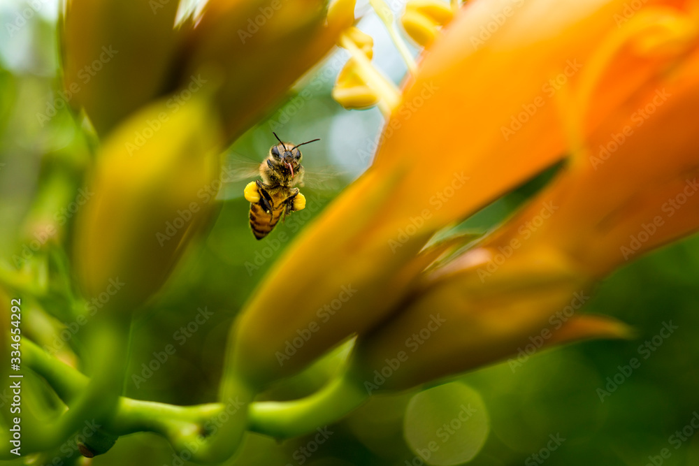 Fototapeta premium Flying honeybee collecting pollen at orange flower. in the spring season