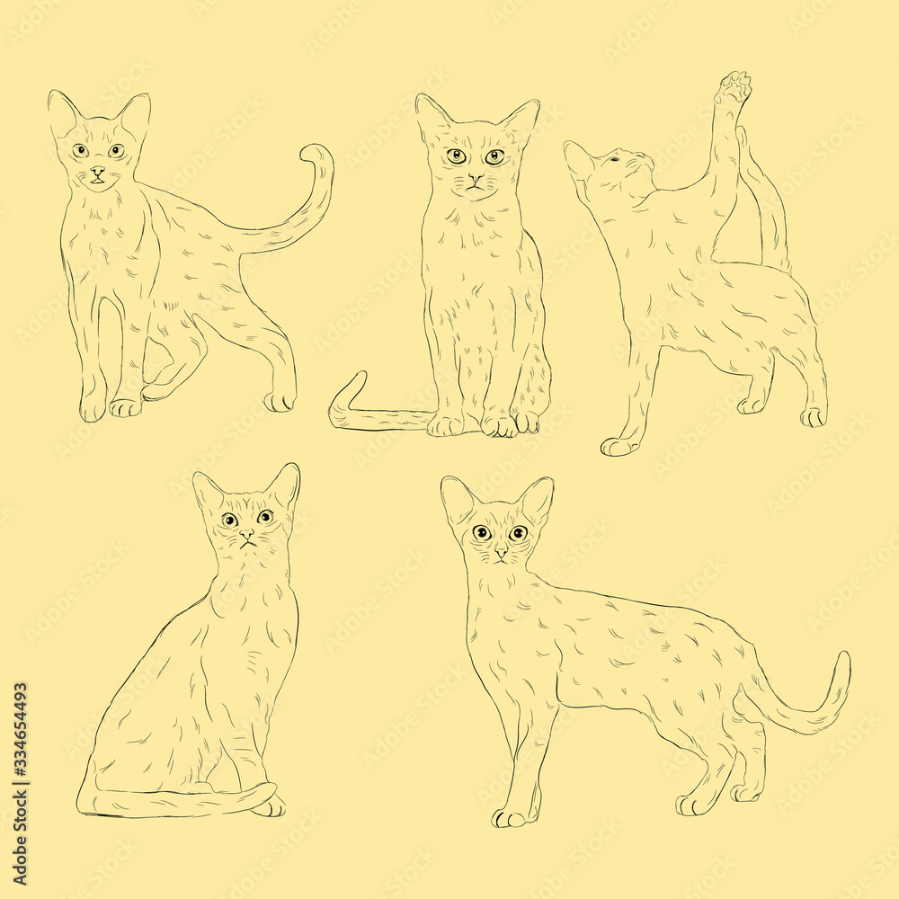 Simple Animal Abbysian Cat. Hand Drawn Sketch Set