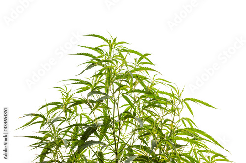 Fototapeta Naklejka Na Ścianę i Meble -  Marijuana plant isolated on white background. Growing medical marijuana.
