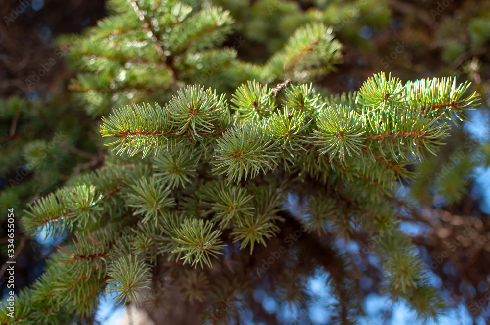 A close-up of a fluffy branch of spruce on a blurous background. 