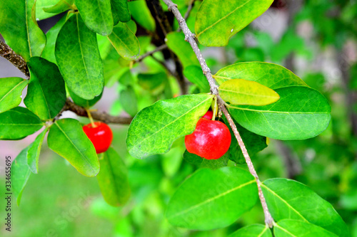 Ripe cherries hanging from a cherry tree branch