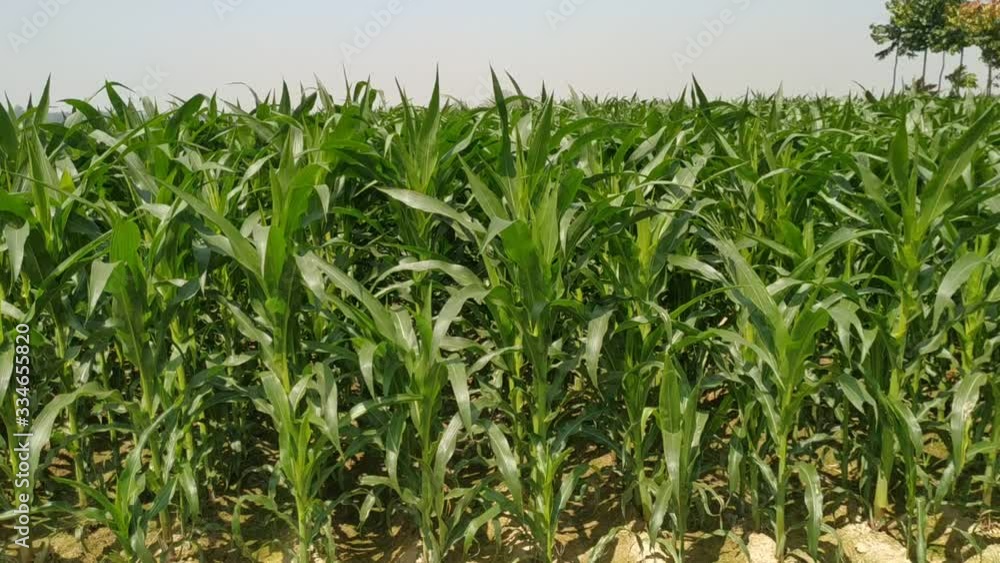 Green corn fields with the wind blowing in the farm garden. blue sky during the day. Nepal maize green leaf Green corn fields with the wind blowing in the farm garden. blue sky during the day. Nepal maize green leaf