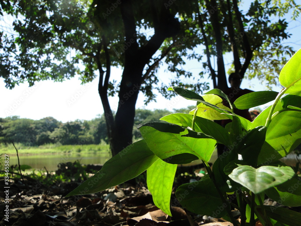 Obraz premium Paisagem