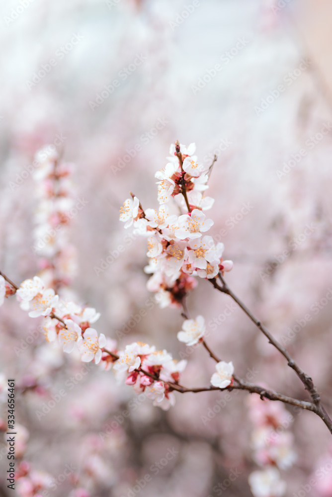 warm spring flowers apricots on branches on a sunny day