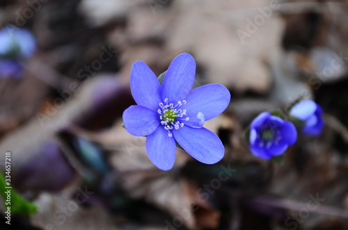 Hepatica Nobilis: sky-blue spring flowers on the dry grass