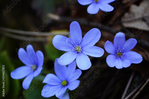 Hepatica Nobilis  sky-blue spring flowers on the dry grass