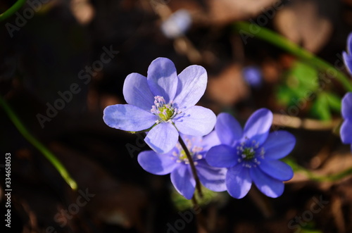 Hepatica Nobilis  sky-blue spring flowers on the dry grass