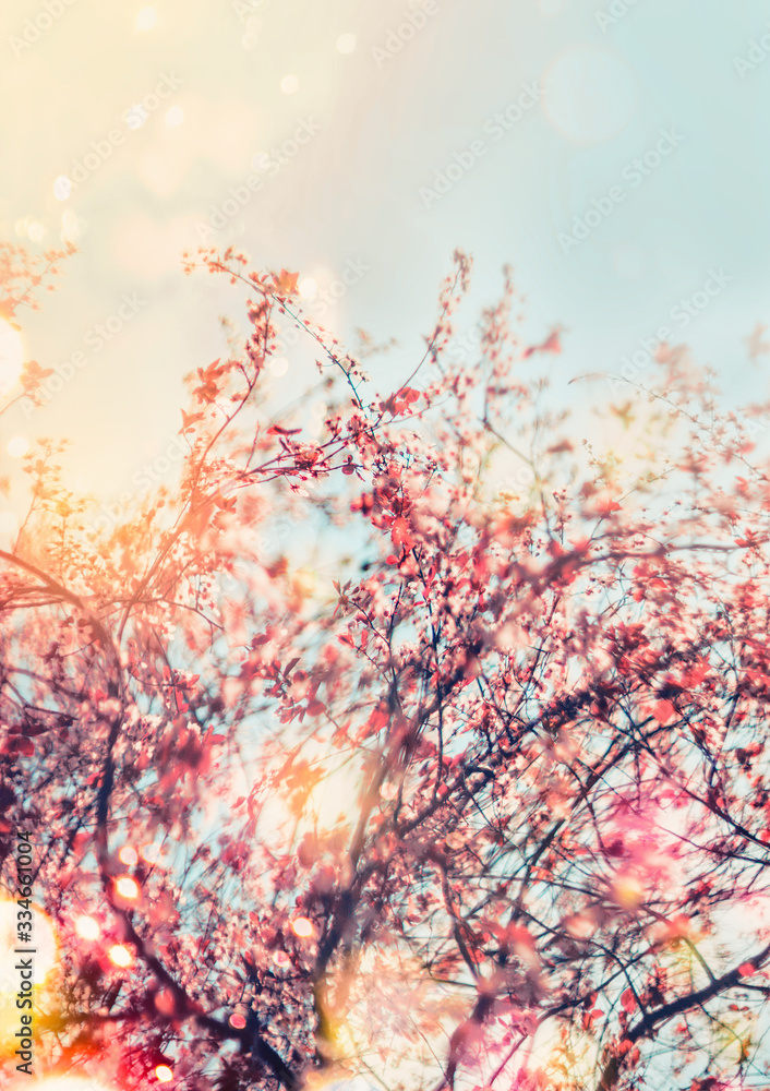 Spring nature background with cherry blossom in outdoor. Sunny spring day. Springtime concept