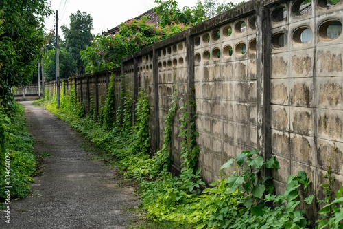 Old wall overgrown