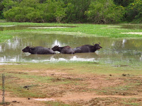 Buffalo on the safari in Yala National park, Sri Lanka