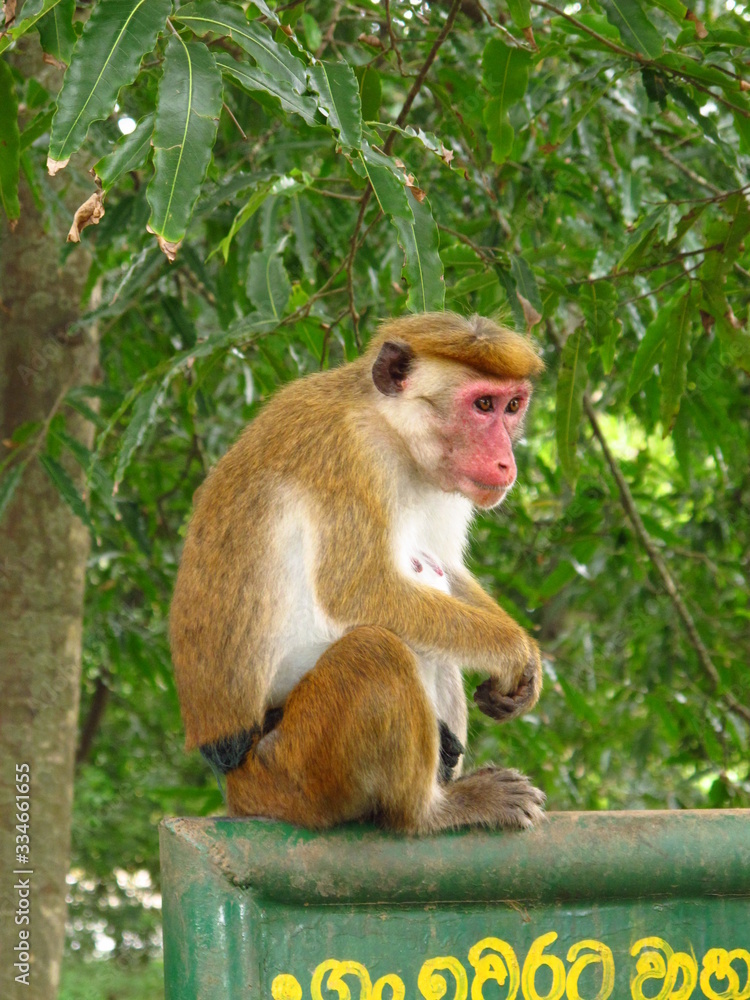 The monkey on the safari in Yala National park, Sri Lanka