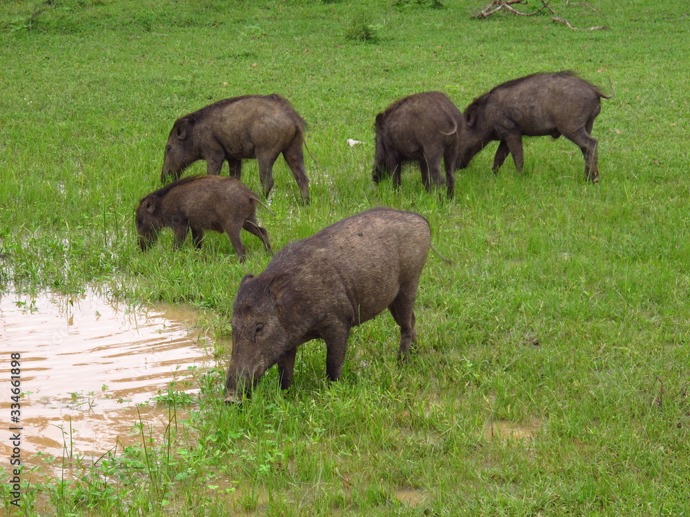The warthog on the safari in Yala National park, Sri Lanka The warthog on the safari in Yala National park, Sri Lanka