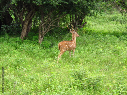 Fototapeta Naklejka Na Ścianę i Meble -  The deer on the safari in Yala National park, Sri Lanka