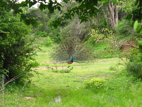 The peacock on the safari in Yala National park  Sri Lanka