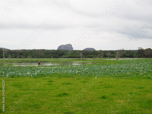 Obraz na płótnie The landscape in Yala National park, Sri Lanka