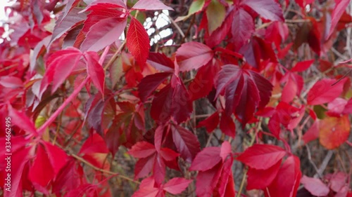 Red vine grape leaves swaying in the wind