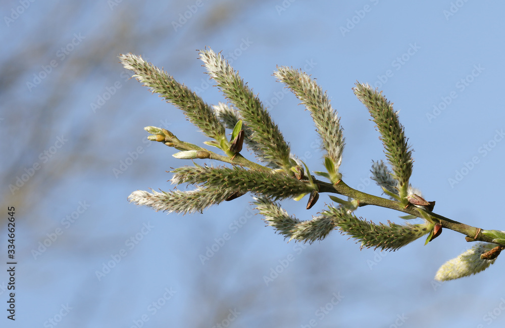 A branch of a Willow tree catkins growing along the bank of a lake in the UK.