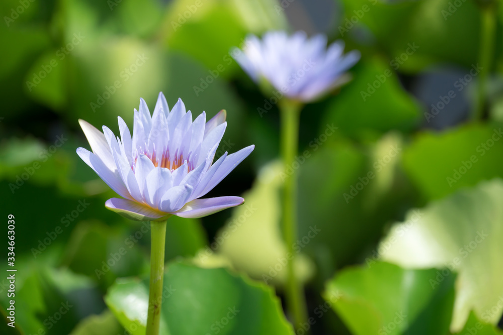 Beautiful purple waterlily or lotus flower blooming and leaf in morning summer tropical on water surface pond. Green nature background, save environmental or abstract peace, meditation, spa concept. Beautiful purple waterlily or lotus flower blooming and leaf in morning summer tropical on water surface pond. Green nature background, save environmental or abstract peace, meditation, spa concept.