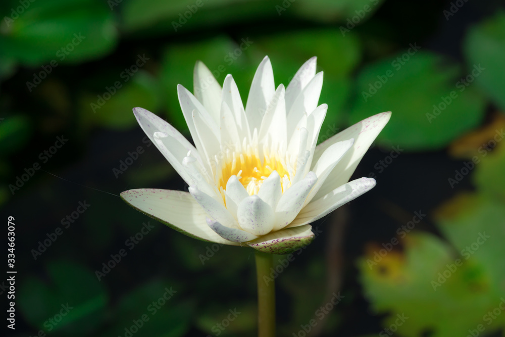 Beautiful white waterlily or lotus flower blooming and leaf in morning summer tropical on water surface pond. Green nature background, save environmental or abstract peace, meditation, spa concept. Beautiful white waterlily or lotus flower blooming and leaf in morning summer tropical on water surface pond. Green nature background, save environmental or abstract peace, meditation, spa concept.