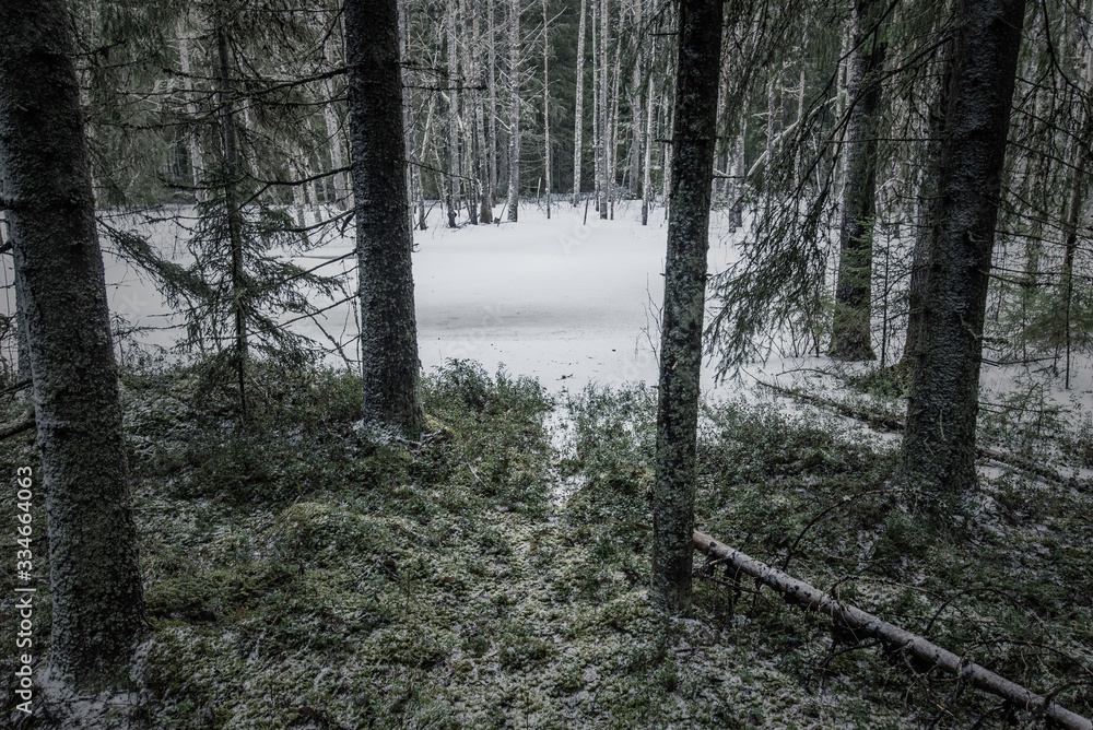 Fototapeta premium Path in the green forest with dusting of snow