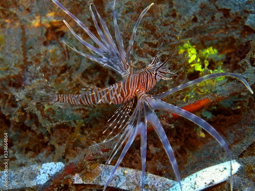 The amazing and mysterious underwater world of Indonesia, North Sulawesi, Manado, scorpionfish