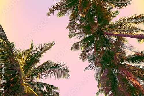Beautiful coconut palm tree forest in sunshine day clear sky background silhouette with color tone effect. Travel tropical summer beach holiday vacation or save the earth, nature environmental concept