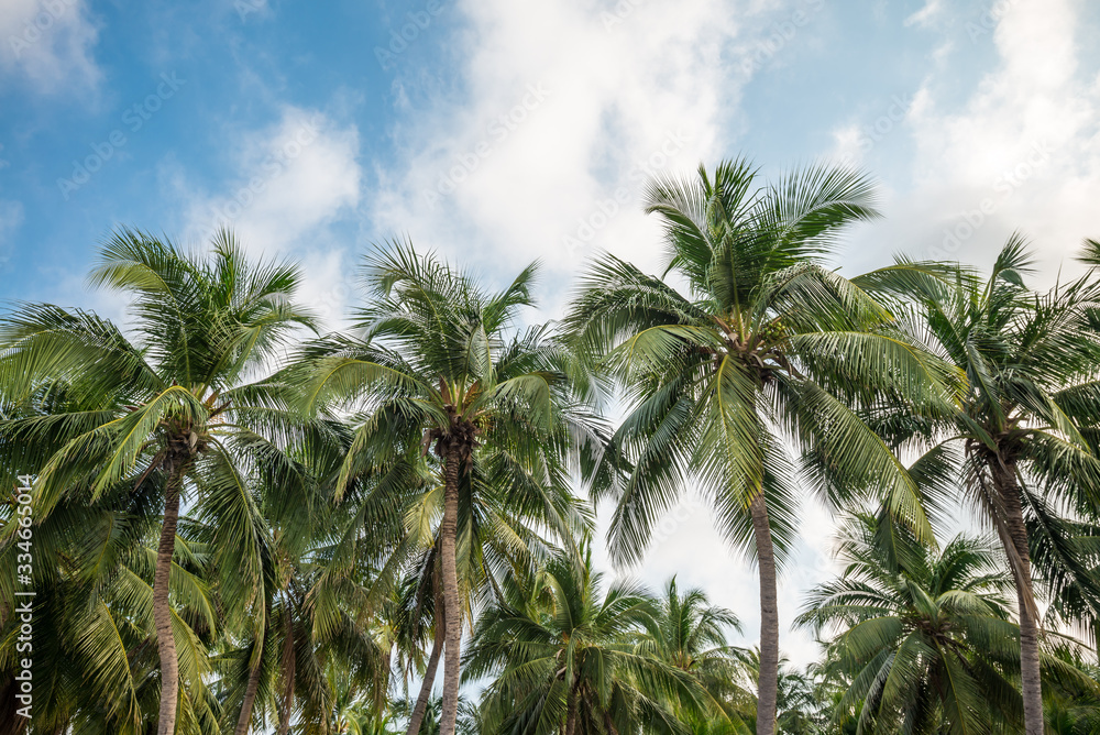Beautiful seaside coconut palm tree forest in sunshine day clear sky background. Travel tropical summer beach holiday vacation or save the earth, nature environmental concept.