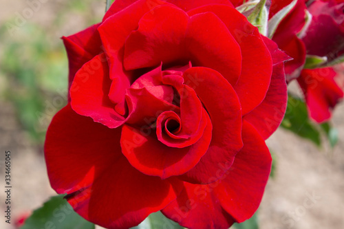 red pink flower in all its splendor exposed to the garden sun