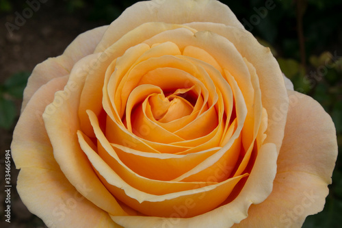 yellow rose with beautiful petals at the sun