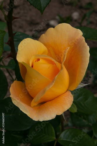 yellow rose cocoon opening up in the sun