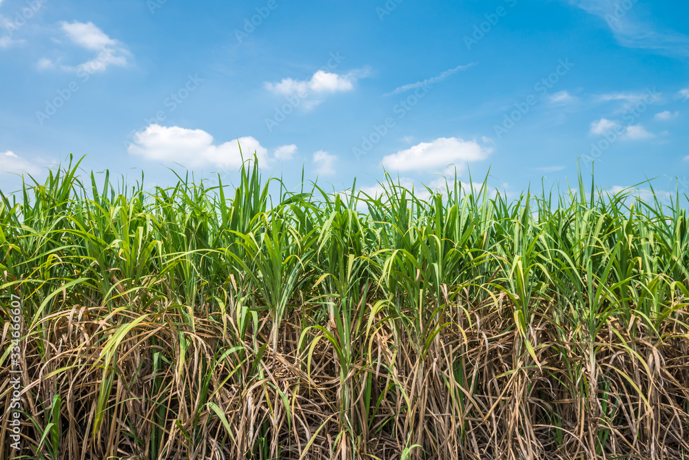 Agriculture sugarcane field farm with blue sky in sunny day background and copy space, Thailand. Sugar cane plant tree in countryside for food industry or renewable bioenergy power. Agriculture sugarcane field farm with blue sky in sunny day background and copy space, Thailand. Sugar cane plant tree in countryside for food industry or renewable bioenergy power.