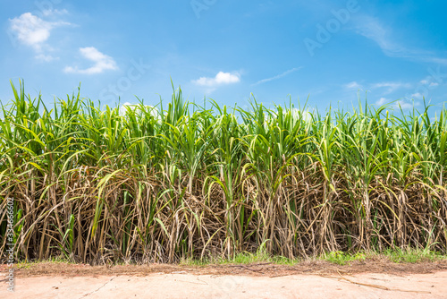Agriculture sugarcane field farm with blue sky in sunny day background and copy space  Thailand. Sugar cane plant tree in countryside for food industry or renewable bioenergy power.