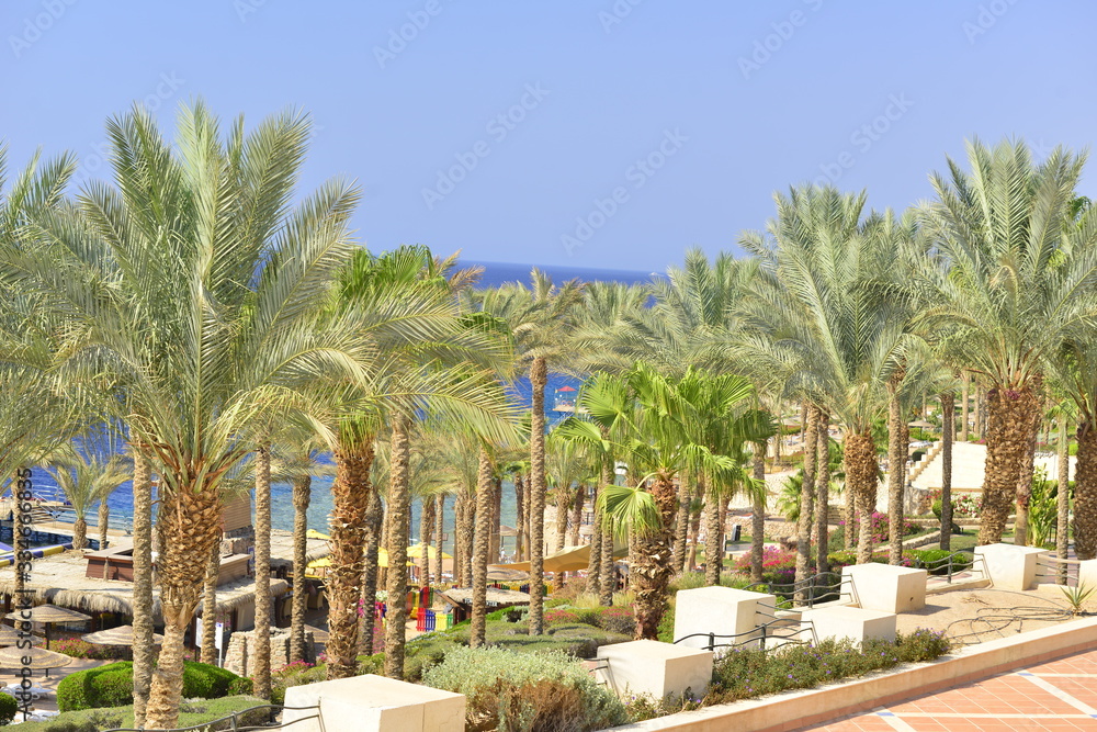 palm trees in Egypt sharm alshikeh  