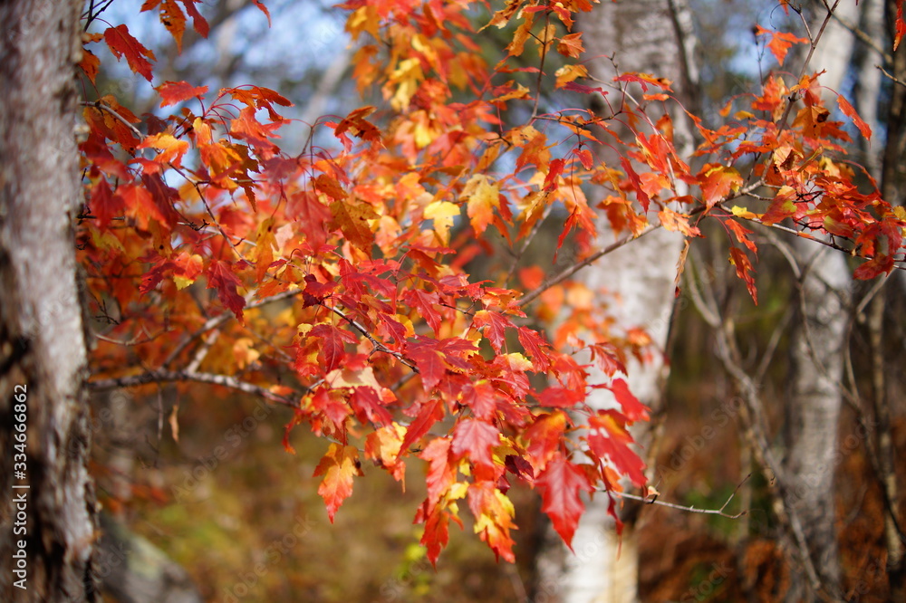maple branch maple branch