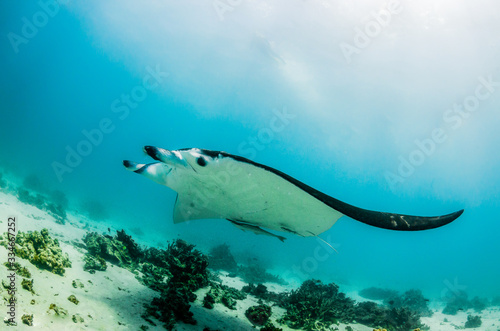 Manta ray swimming freely in the wild