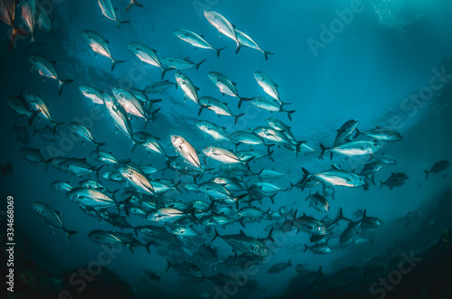 Large school of fish swimming together in clear blue ocean