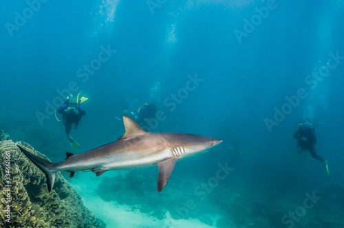 Grey reef shark swimming peacefully in the wild as scuba divers observe in the background © Aaron