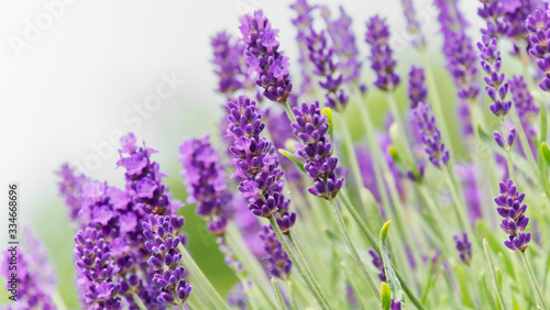 Fototapeta Naklejka Na Ścianę i Meble -  Closeup of blooming purple lavenders; depth of field