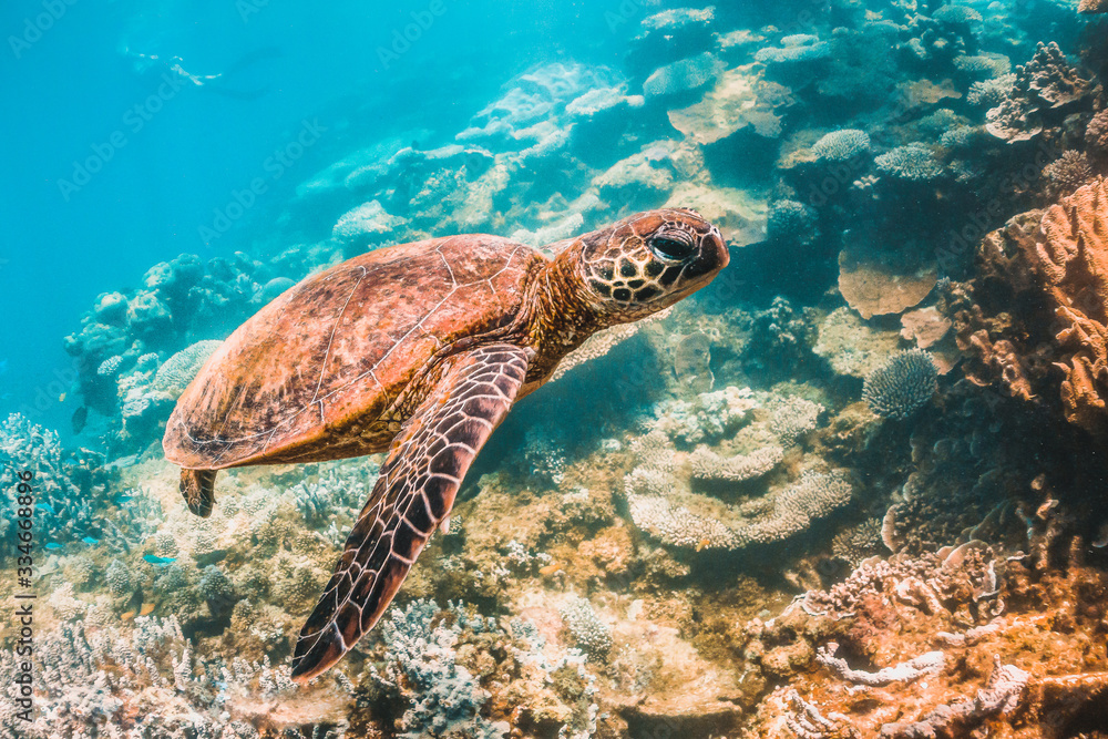 Green sea turtle swimming in the wild among pristine and colorful coral reef