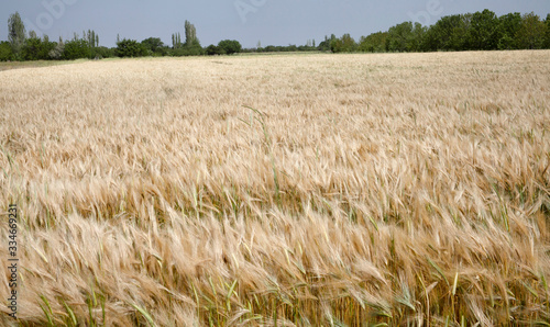 Cereal fields before harvesting. Wheat field.