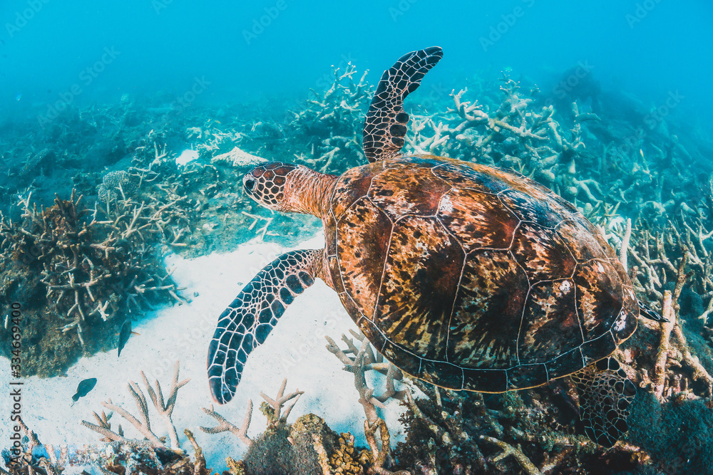 Fototapeta premium Green sea turtle swimming in the wild among pristine and colorful coral reef