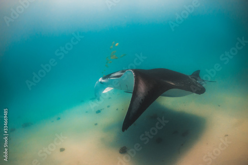 Manta ray swimming peacefully in the wild