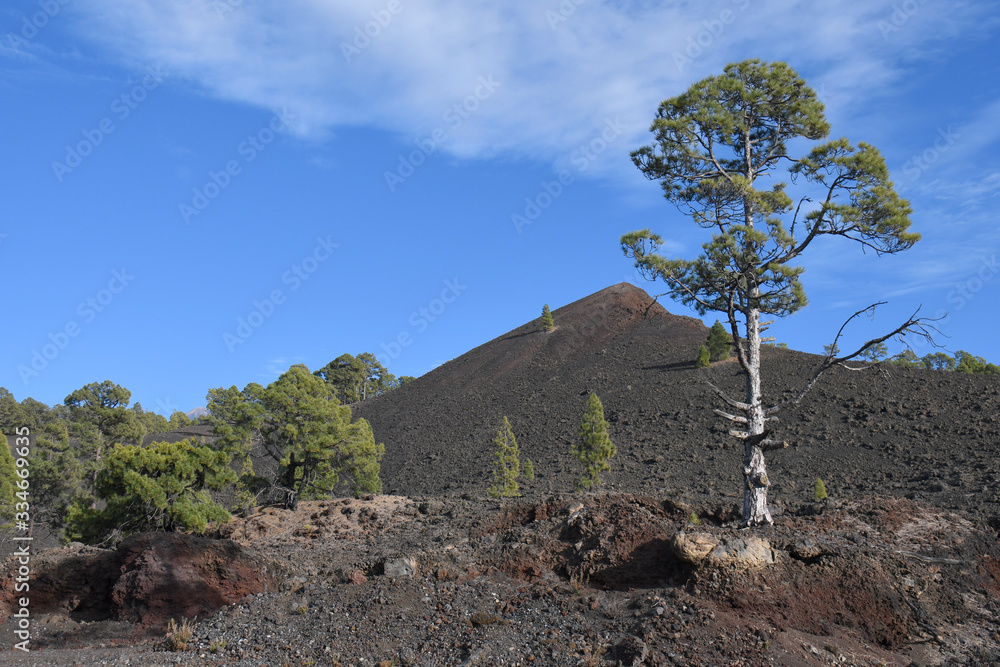 Volcan et forêt de Chinyero, Parque Nacional del Teide, Tenerife, ile des canaries ,Espagne
