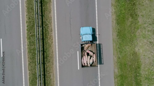 A lorry carrying pigs along the road. Highway through the field and trees.