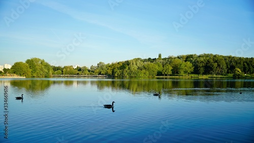 Several ducks swimming on the peaceful lake; green trees in the park reflecting on the water under blue sky