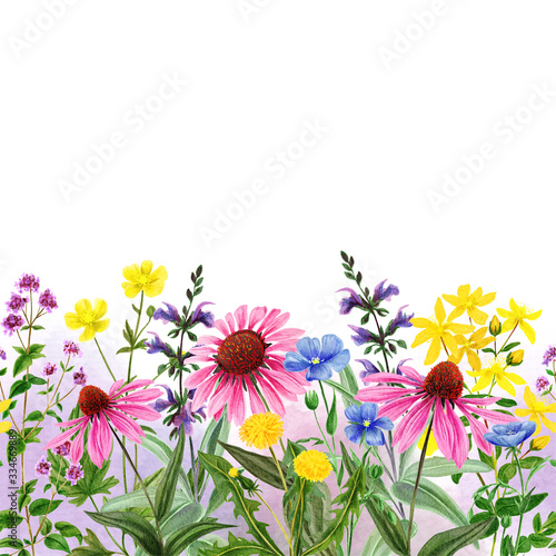 Watercolor seamless border, field wild flowers and herbs, hand drawn watercolor