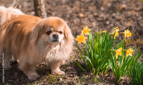 Golden pekingese dog with yellow flowers in garden